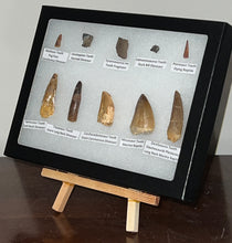 Load image into Gallery viewer, Framed Dinosaur and Reptile Tooth Collection Includes Tyrannosaurus Rex, Carcharodontosaur, Spinosaur, Triceratops type, and More!

