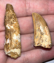 Load image into Gallery viewer, Framed Dinosaur and Reptile Tooth Collection Includes Tyrannosaurus Rex, Carcharodontosaur, Spinosaur, Triceratops type, and More!
