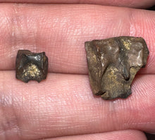 Load image into Gallery viewer, Framed Dinosaur and Reptile Tooth Collection Includes Tyrannosaurus Rex, Carcharodontosaur, Spinosaur, Triceratops type, and More!
