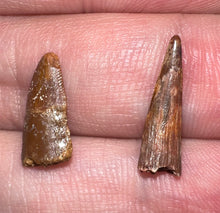 Load image into Gallery viewer, Framed Dinosaur and Reptile Tooth Collection Includes Tyrannosaurus Rex, Carcharodontosaur, Spinosaur, Triceratops type, and More!
