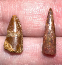 Load image into Gallery viewer, Framed Dinosaur and Reptile Tooth Collection Includes Tyrannosaurus Rex, Carcharodontosaur, Spinosaur, Triceratops type, and More!
