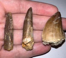 Load image into Gallery viewer, Framed Dinosaur and Reptile Tooth Collection Includes Tyrannosaurus Rex, Carcharodontosaur, Spinosaur, Triceratops type, and More!
