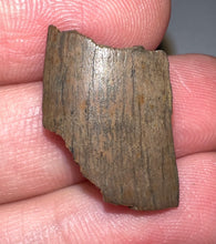 Load image into Gallery viewer, Framed Dinosaur and Reptile Tooth Collection Includes Tyrannosaurus Rex, Carcharodontosaur, Spinosaur, Triceratops type, and More!
