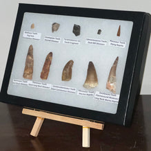 Load image into Gallery viewer, Framed Dinosaur and Reptile Tooth Collection Includes Tyrannosaurus Rex, Carcharodontosaur, Spinosaur, Triceratops type, and More!
