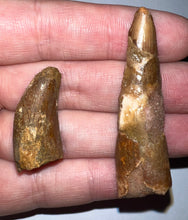 Load image into Gallery viewer, Framed Dinosaur and Reptile Tooth Collection Includes Tyrannosaurus Rex, Carcharodontosaur, Spinosaur, Triceratops type, and More!
