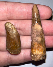 Load image into Gallery viewer, Framed Dinosaur and Reptile Tooth Collection Includes Tyrannosaurus Rex, Carcharodontosaur, Spinosaur, Triceratops type, and More!
