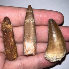 Load image into Gallery viewer, Framed Dinosaur and Reptile Tooth Collection Includes Tyrannosaurus Rex, Carcharodontosaur, Spinosaur, Triceratops type, and More!
