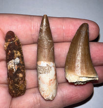 Load image into Gallery viewer, Framed Dinosaur and Reptile Tooth Collection Includes Tyrannosaurus Rex, Carcharodontosaur, Spinosaur, Triceratops type, and More!
