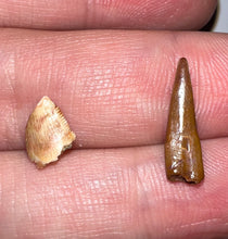 Load image into Gallery viewer, Framed Dinosaur and Reptile Tooth Collection Includes Tyrannosaurus Rex, Carcharodontosaur, Spinosaur, Triceratops type, and More!

