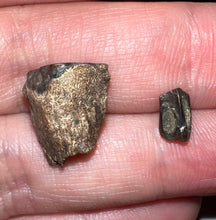 Load image into Gallery viewer, Framed Dinosaur and Reptile Tooth Collection Includes Tyrannosaurus Rex, Carcharodontosaur, Spinosaur, Triceratops type, and More!
