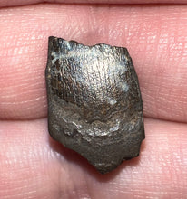 Load image into Gallery viewer, Framed Dinosaur and Reptile Tooth Collection Includes Tyrannosaurus Rex, Carcharodontosaur, Spinosaur, Triceratops type, and More!
