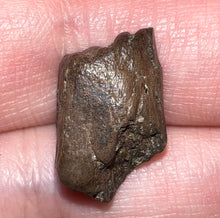 Load image into Gallery viewer, Framed Dinosaur and Reptile Tooth Collection Includes Tyrannosaurus Rex, Carcharodontosaur, Spinosaur, Triceratops type, and More!
