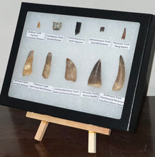 Load image into Gallery viewer, Framed Dinosaur and Reptile Tooth Collection Includes Tyrannosaurus Rex, Carcharodontosaur, Spinosaur, Triceratops type, and More!
