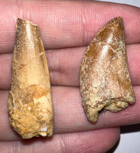 Load image into Gallery viewer, Framed Dinosaur and Reptile Tooth Collection Includes Tyrannosaurus Rex, Carcharodontosaur, Spinosaur, Triceratops type, and More!

