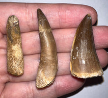 Load image into Gallery viewer, Framed Dinosaur and Reptile Tooth Collection Includes Tyrannosaurus Rex, Carcharodontosaur, Spinosaur, Triceratops type, and More!
