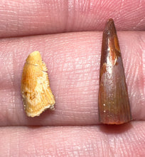 Load image into Gallery viewer, Framed Dinosaur and Reptile Tooth Collection Includes Tyrannosaurus Rex, Carcharodontosaur, Spinosaur, Triceratops type, and More!
