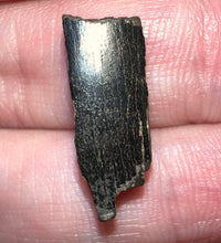 Load image into Gallery viewer, Framed Dinosaur and Reptile Tooth Collection Includes Tyrannosaurus Rex, Carcharodontosaur, Spinosaur, Triceratops type, and More!
