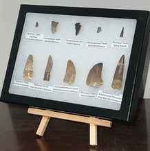 Load image into Gallery viewer, Framed Dinosaur and Reptile Tooth Collection Includes Tyrannosaurus Rex, Carcharodontosaur, Spinosaur, Triceratops type, and More!
