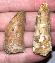 Load image into Gallery viewer, Framed Dinosaur and Reptile Tooth Collection Includes Tyrannosaurus Rex, Carcharodontosaur, Spinosaur, Triceratops type, and More!
