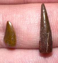 Load image into Gallery viewer, Framed Dinosaur and Reptile Tooth Collection Includes Tyrannosaurus Rex, Carcharodontosaur, Spinosaur, Triceratops type, and More!
