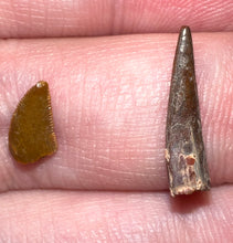 Load image into Gallery viewer, Framed Dinosaur and Reptile Tooth Collection Includes Tyrannosaurus Rex, Carcharodontosaur, Spinosaur, Triceratops type, and More!
