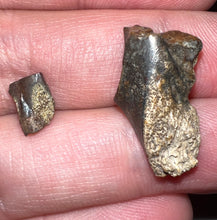 Load image into Gallery viewer, Framed Dinosaur and Reptile Tooth Collection Includes Tyrannosaurus Rex, Carcharodontosaur, Spinosaur, Triceratops type, and More!
