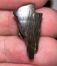 Load image into Gallery viewer, Framed Dinosaur and Reptile Tooth Collection Includes Tyrannosaurus Rex, Carcharodontosaur, Spinosaur, Triceratops type, and More!

