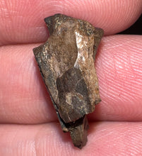 Load image into Gallery viewer, Framed Dinosaur and Reptile Tooth Collection Includes Tyrannosaurus Rex, Carcharodontosaur, Spinosaur, Triceratops type, and More!
