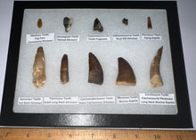 Load image into Gallery viewer, Framed Dinosaur and Reptile Tooth Collection Includes Tyrannosaurus Rex, Carcharodontosaur, Spinosaur, Triceratops type, and More!
