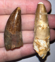 Load image into Gallery viewer, Framed Dinosaur and Reptile Tooth Collection Includes Tyrannosaurus Rex, Carcharodontosaur, Spinosaur, Triceratops type, and More!
