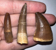 Load image into Gallery viewer, Framed Dinosaur and Reptile Tooth Collection Includes Tyrannosaurus Rex, Carcharodontosaur, Spinosaur, Triceratops type, and More!
