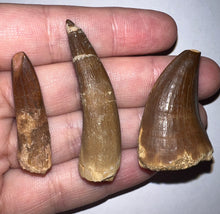 Load image into Gallery viewer, Framed Dinosaur and Reptile Tooth Collection Includes Tyrannosaurus Rex, Carcharodontosaur, Spinosaur, Triceratops type, and More!
