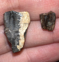 Load image into Gallery viewer, Framed Dinosaur and Reptile Tooth Collection Includes Tyrannosaurus Rex, Carcharodontosaur, Spinosaur, Triceratops type, and More!

