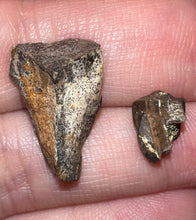 Load image into Gallery viewer, Framed Dinosaur and Reptile Tooth Collection Includes Tyrannosaurus Rex, Carcharodontosaur, Spinosaur, Triceratops type, and More!
