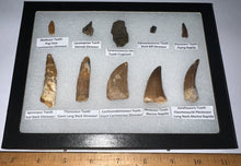 Load image into Gallery viewer, Framed Dinosaur and Reptile Tooth Collection Includes Tyrannosaurus Rex, Carcharodontosaur, Spinosaur, Triceratops type, and More!
