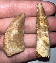 Load image into Gallery viewer, Framed Dinosaur and Reptile Tooth Collection Includes Tyrannosaurus Rex, Carcharodontosaur, Spinosaur, Triceratops type, and More!
