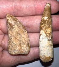 Load image into Gallery viewer, Framed Dinosaur and Reptile Tooth Collection Includes Tyrannosaurus Rex, Carcharodontosaur, Spinosaur, Triceratops type, and More!
