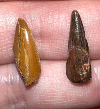 Load image into Gallery viewer, Framed Dinosaur and Reptile Tooth Collection Includes Tyrannosaurus Rex, Carcharodontosaur, Spinosaur, Triceratops type, and More!
