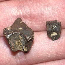 Load image into Gallery viewer, Framed Dinosaur and Reptile Tooth Collection Includes Tyrannosaurus Rex, Carcharodontosaur, Spinosaur, Triceratops type, and More!
