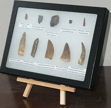 Load image into Gallery viewer, Framed Dinosaur and Reptile Tooth Collection Includes Tyrannosaurus Rex, Carcharodontosaur, Spinosaur, Triceratops type, and More!
