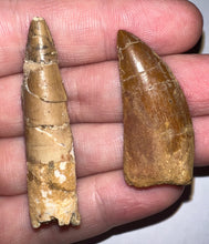 Load image into Gallery viewer, Framed Dinosaur and Reptile Tooth Collection Includes Tyrannosaurus Rex, Carcharodontosaur, Spinosaur, Triceratops type, and More!
