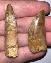 Load image into Gallery viewer, Framed Dinosaur and Reptile Tooth Collection Includes Tyrannosaurus Rex, Carcharodontosaur, Spinosaur, Triceratops type, and More!
