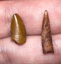 Load image into Gallery viewer, Framed Dinosaur and Reptile Tooth Collection Includes Tyrannosaurus Rex, Carcharodontosaur, Spinosaur, Triceratops type, and More!
