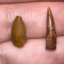 Load image into Gallery viewer, Framed Dinosaur and Reptile Tooth Collection Includes Tyrannosaurus Rex, Carcharodontosaur, Spinosaur, Triceratops type, and More!
