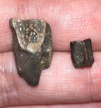 Load image into Gallery viewer, Framed Dinosaur and Reptile Tooth Collection Includes Tyrannosaurus Rex, Carcharodontosaur, Spinosaur, Triceratops type, and More!

