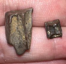 Load image into Gallery viewer, Framed Dinosaur and Reptile Tooth Collection Includes Tyrannosaurus Rex, Carcharodontosaur, Spinosaur, Triceratops type, and More!
