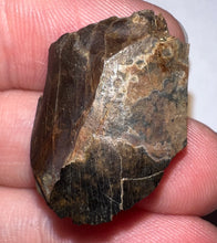Load image into Gallery viewer, Framed Dinosaur and Reptile Tooth Collection Includes Tyrannosaurus Rex, Carcharodontosaur, Spinosaur, Triceratops type, and More!

