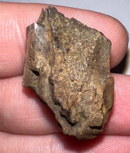 Load image into Gallery viewer, Framed Dinosaur and Reptile Tooth Collection Includes Tyrannosaurus Rex, Carcharodontosaur, Spinosaur, Triceratops type, and More!
