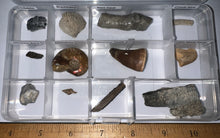 Load image into Gallery viewer, Beginner Collection of 12 labeled Fossils in a clear case. Includes Mosasaur Tooth, Dinosaur Bone Fragment, Mastodon Molar Fragment and more!
