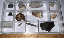 Load image into Gallery viewer, Beginner Collection of 12 labeled Fossils in a clear case. Includes Mosasaur Tooth, Dinosaur Bone Fragment, Mastodon Molar Fragment and more!

